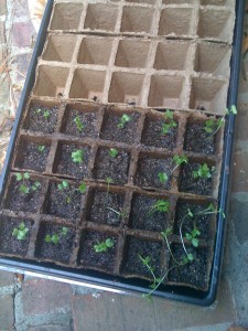 Broccoli and cabbage seedlings